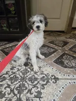 Palomino mineature  poodle , a male Poodle - Toy  for sale in Dayton, OH – Photo 2 of 2