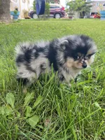 Buddy , a male Pomeranian for sale in Dayton, OH – 5 of 6