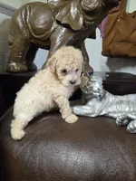 Price, a female Poodle - Toy  for sale in Dayton, OH – 4 of 6