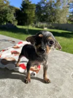 Tiny , a female Yorkshire Terrier and Poodle - Toy  for sale in Dayton, OH – 2 of 9
