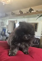 Marco4s , a male Pomeranian for sale in Dayton, OH – Photo 2 of 2