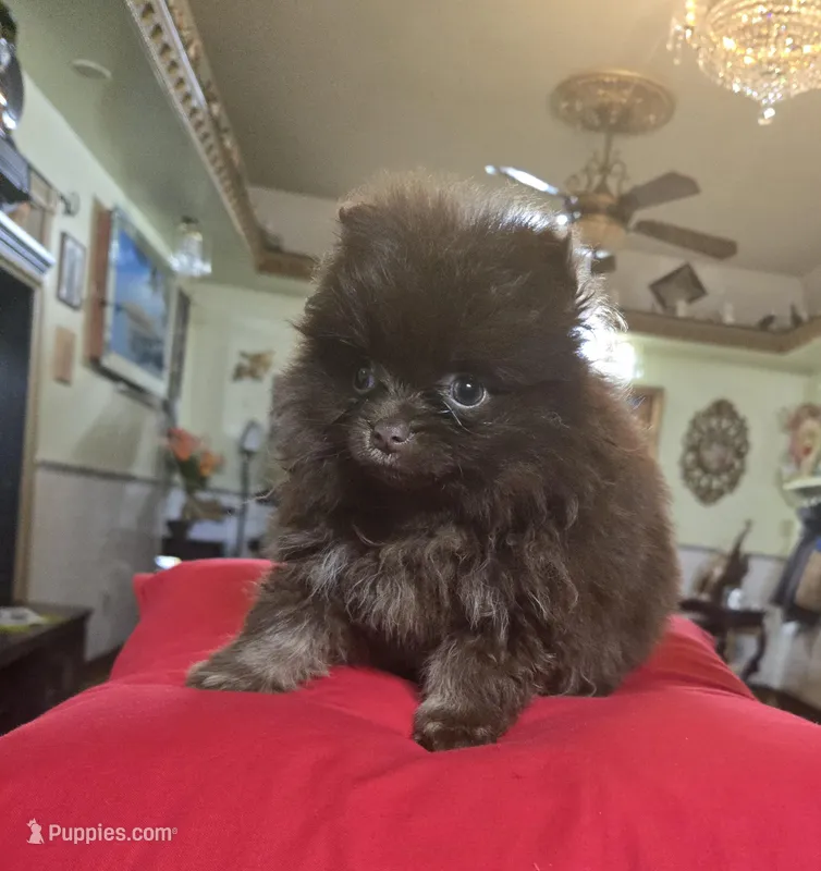 Marcos  – Pomeranian puppy for sale in Dayton, OH