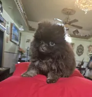 Marco4s , a male Pomeranian for sale in Dayton, OH – Photo 1 of 2
