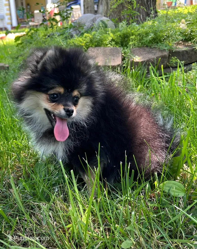 Lia  – Pomeranian puppy for sale in Dayton, OH