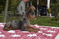 Conan , a male Yorkipoo for sale in Dayton, OH – 2 of 7