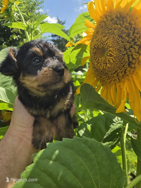 Mia – Yorkipoo puppy for sale in Dayton, OH