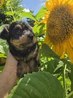 Max, a male Yorkipoo for sale in Dayton, OH – 5 of 6