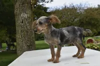 Conan , a male Yorkipoo for sale in Dayton, OH – 7 of 7
