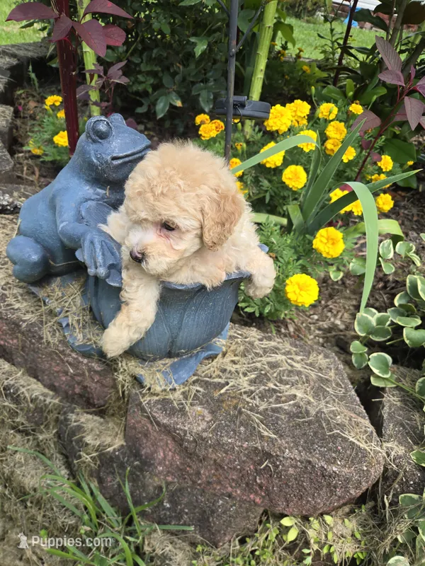 Cody  – Poodle - Toy  puppy for sale in Dayton, OH