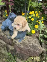 Ricky , a male Poodle - Toy  for sale in Dayton, OH – 4 of 6