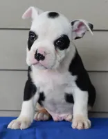 Bruno mini bulldog hibrid, a male English Bulldog and Olde English Bulldogge for sale in Dayton, OH – 4 of 4