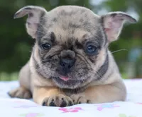 Tanka, a female Boston Terrier and French Bulldog for sale in Dayton, OH – 9 of 9