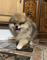 Toby, a male Pomeranian for sale in Dayton, OH – 3 of 4