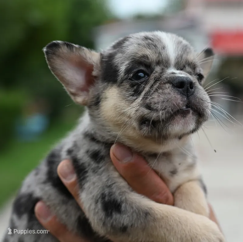 Cindy – Boston Terrier, French Bulldog puppy for sale in Dayton, OH
