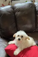 Pamela toypoodle , a female Poodle - Toy  for sale in Dayton, OH – 3 of 6