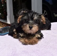 Molli, a female Yorkipoo and Poodle - Toy  for sale in Dayton, OH – 2 of 4