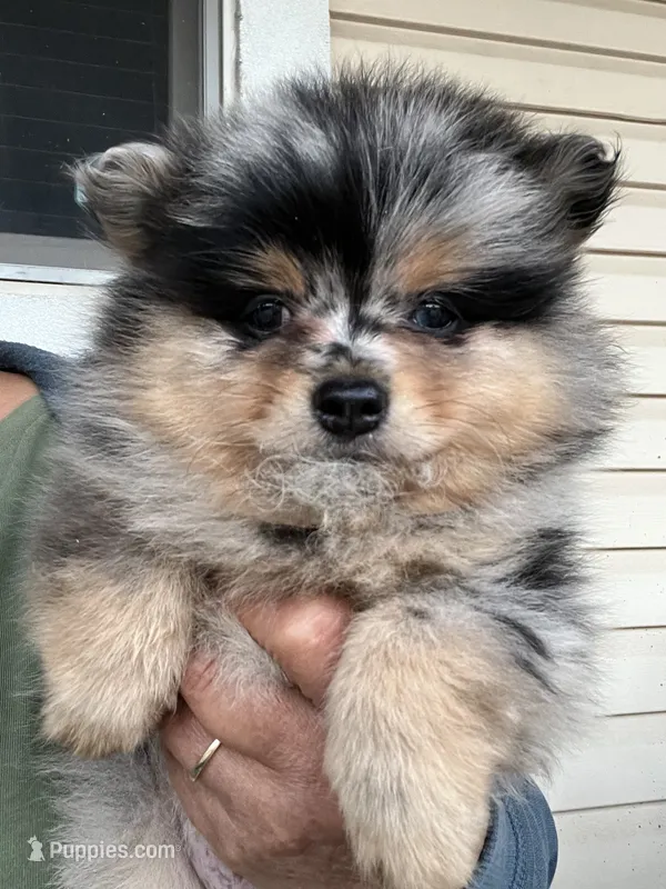 Buddy  – Pomeranian puppy for sale in Dayton, OH