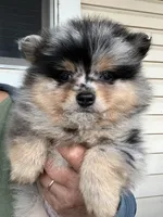 Buddy , a male Pomeranian for sale in Dayton, OH – 1 of 6