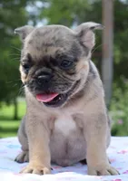 Tanka, a female Boston Terrier and French Bulldog for sale in Dayton, OH – 3 of 9