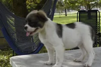 Zoey blue fluffy, a female Boston Terrier and French Bulldog for sale in Dayton, OH – 2 of 5