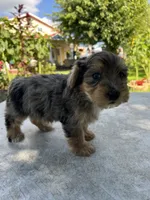 Rufus, a male Yorkipoo for sale in Dayton, OH – 4 of 4