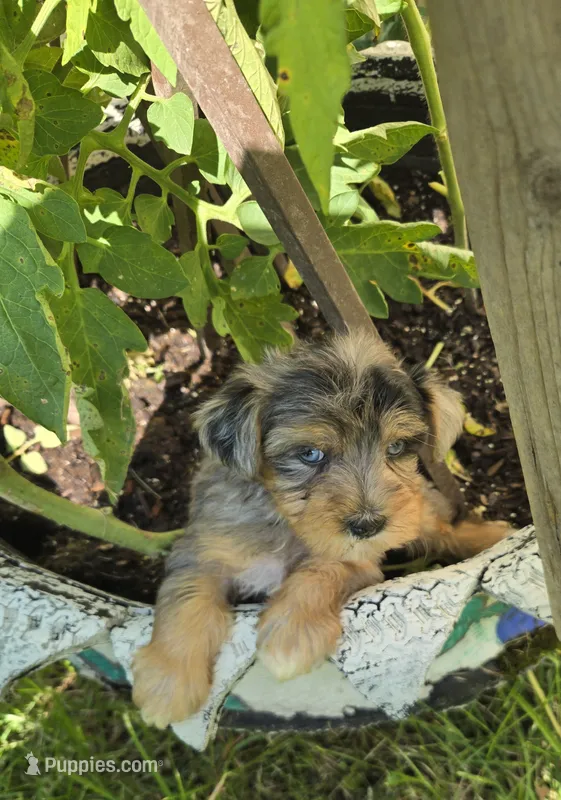 Karla – Yorkipoo puppy for sale in Dayton, OH