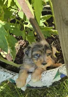 Karla, a female Yorkipoo for sale in Dayton, OH – 4 of 8