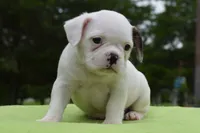 Milo, a male Boston Terrier for sale in Dayton, OH – 3 of 5