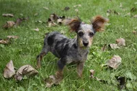Conan , a male Yorkipoo for sale in Dayton, OH – 6 of 7