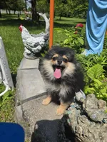Lia , a female Pomeranian for sale in Dayton, OH – 3 of 8