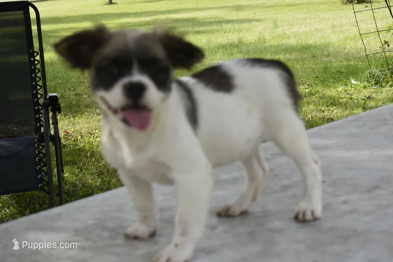 Zoey blue fluffy – Boston Terrier, French Bulldog puppy for sale in Dayton, OH