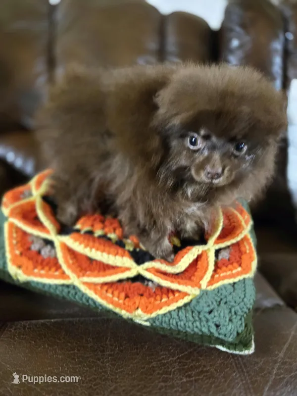 Lia – Pomeranian puppy for sale in Dayton, OH