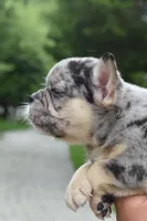 Cindy, a female Boston Terrier and French Bulldog for sale in Dayton, OH – 7 of 10