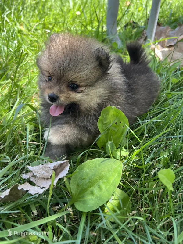 Kory – Pomeranian puppy for sale in Dayton, OH
