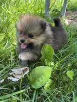 Kory, a male Pomeranian for sale in Dayton, OH – 1 of 4