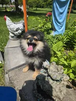 Lia , a female Pomeranian for sale in Dayton, OH – 5 of 8