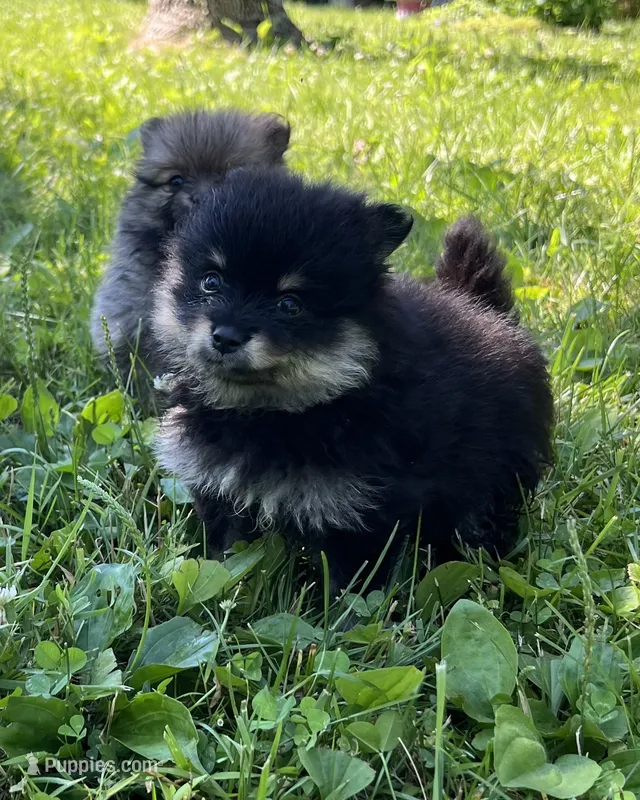 Annie – Pomeranian puppy for sale in Dayton, OH