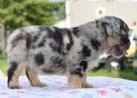 Ruby fluffy merle, a female Boston Terrier and French Bulldog for sale in Dayton, OH – 9 of 9