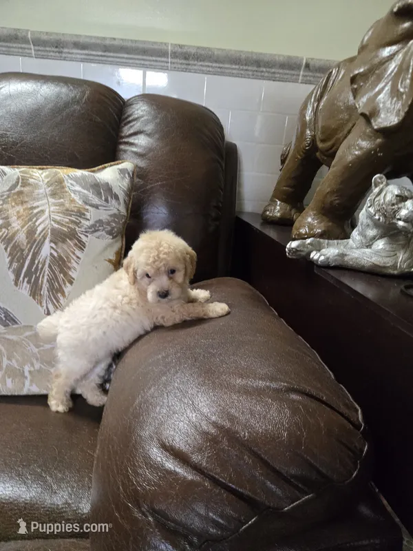 Ricky , a male Poodle - Toy  for sale in Dayton, OH – 1 of 6