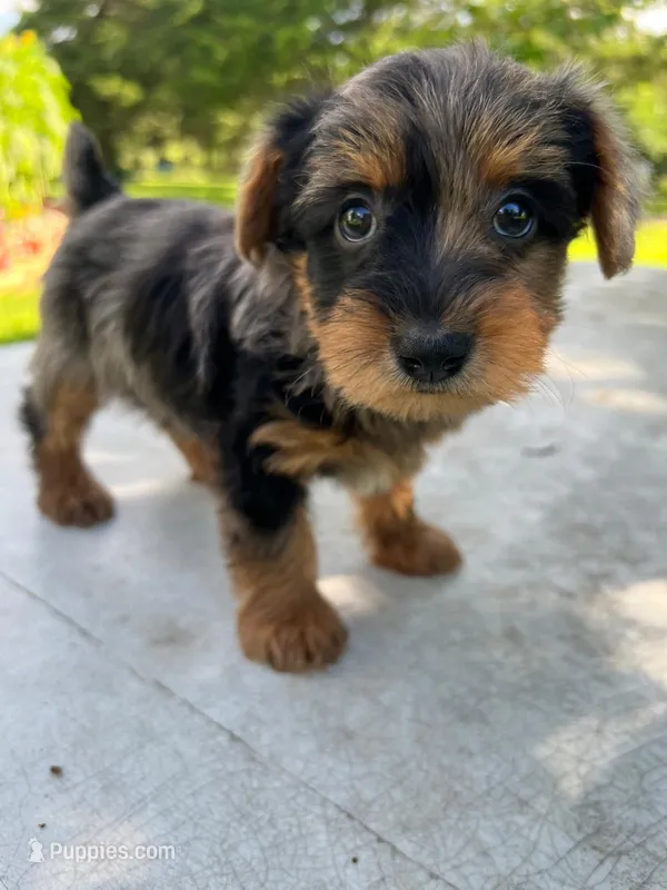 Rufus – Yorkipoo puppy for sale in Dayton, OH