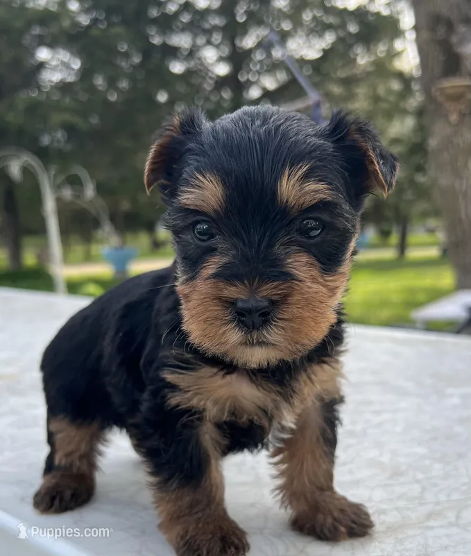 Bruno – Yorkshire Terrier puppy for sale in Dayton, OH