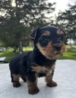 Bruno, a male Yorkshire Terrier for sale in Dayton, OH – Photo 3 of 6