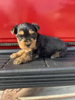 Bruno, a male Yorkshire Terrier for sale in Dayton, OH – Photo 5 of 6