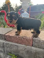 Bruno, a male Yorkshire Terrier for sale in Dayton, OH – Photo 6 of 6