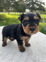Bruno, a male Yorkshire Terrier for sale in Dayton, OH – Photo 4 of 6