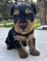 Bruno, a male Yorkshire Terrier for sale in Dayton, OH – Photo 2 of 6