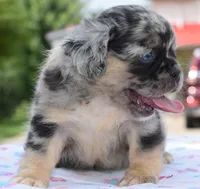 Ruby fluffy merle, a female Boston Terrier and French Bulldog for sale in Dayton, OH – 3 of 9