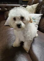 Pamela toypoodle , a female Poodle - Toy  for sale in Dayton, OH – 5 of 6