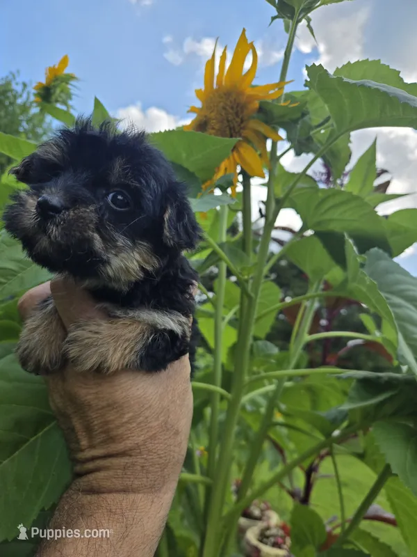 Chita – Yorkipoo puppy for sale in Dayton, OH