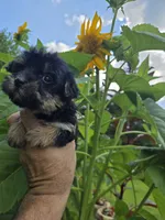 Chita, a female Yorkipoo for sale in Dayton, OH – 1 of 7